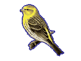 Serin Serin