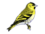 Siskin Siskin