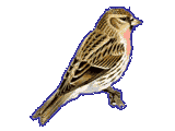 Redpoll Redpoll