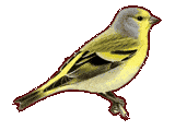Citrilfinch Citrilfinch