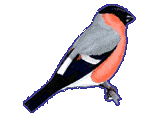 Bullfinch Bullfinch