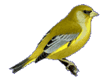 Greenfinch Greenfinch