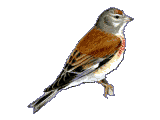 Linnet Linnet