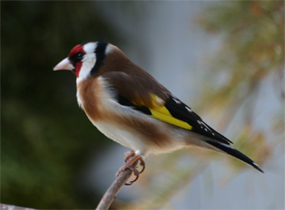Carduelis balcanica