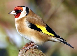 C.c.britanica