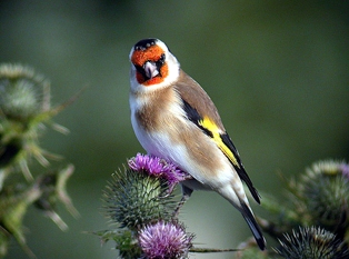 Carduelis carduelis