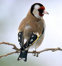 carduelis
