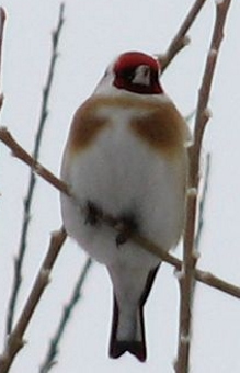 C.c. major