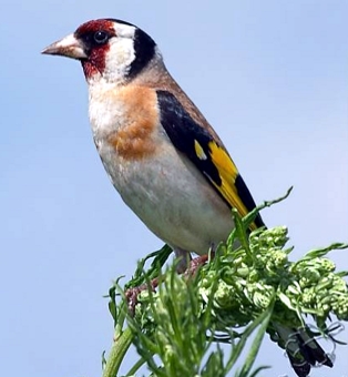 C.c. major