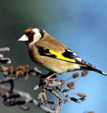 C.c.tschussi