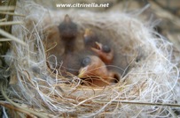 chicks