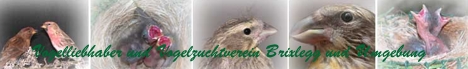Vogelliebhaber und Vogelzuchtverein Brixlegg und Umgebung