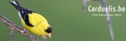 Carduelis.be