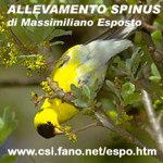ALLEVAMENTO SPINUS