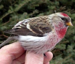 A.f.flammea
