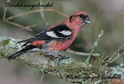 Copyright_2012
