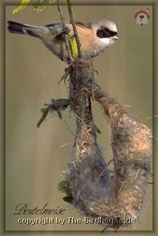 Beutelmeise