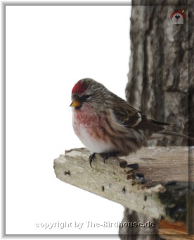 Birkenzeisig (C. flammea)