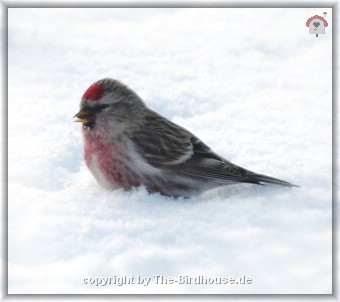 Birkenzeisig (Redpoll)