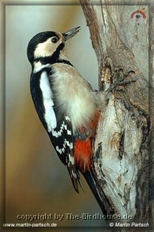 Buntspecht (Weibchen)