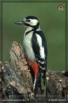 Buntspecht