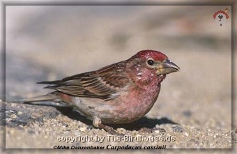Carpodacus cassinii
