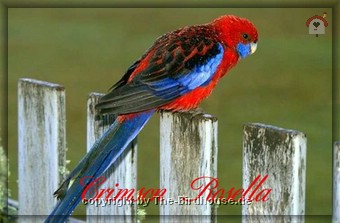Crimson Rosella