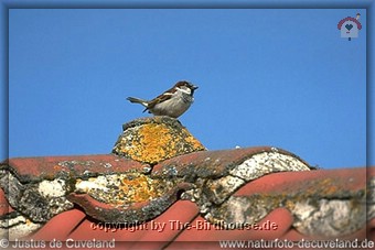 Der Spatz auf dem Dach