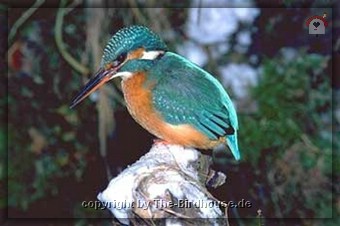 Eisvogel