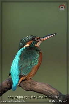 Eisvogelhenne