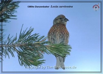 Fichtenkreuzschnabel (Loxia curvirostra)