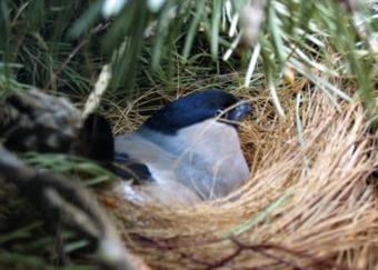 Gimpelweibchen