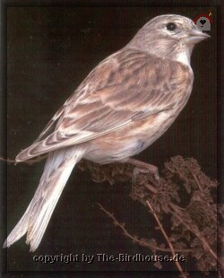 Haenfling Pastell