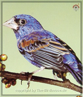 Hellblauer Bischof