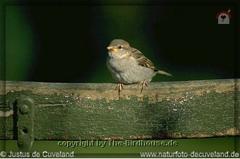 Junger Spatz