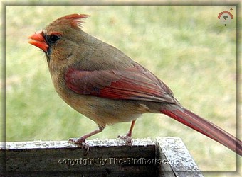 Kardinal (Weibchen)