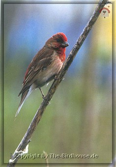 Karmingimpel (Carpodacus erythrinus)