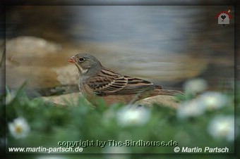 Ortolan