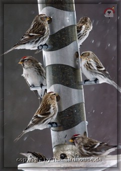 Redpoll