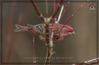 Rosengimpel (Carpodacus purpureus)