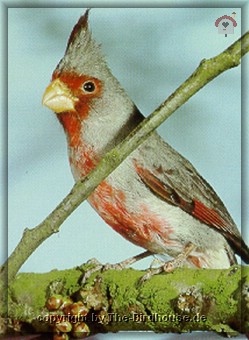 Schmalschnabelkardinal
