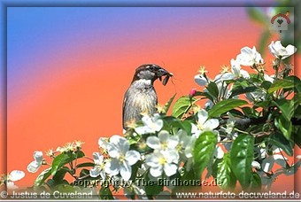 Spatz mit Fliege