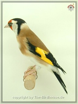 Stieglitz (carduelis c. major)