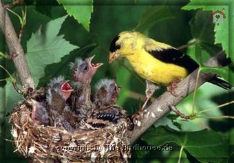 Trauerzeisig am Nest (Goldfinch)