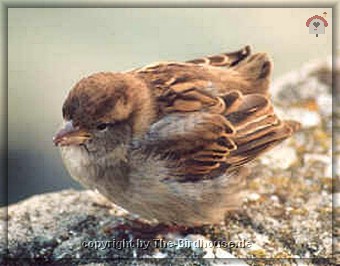 junger Haussperling