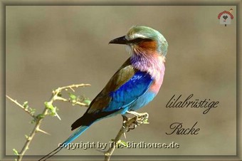 lilabruestige Racke