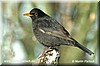 Amsel