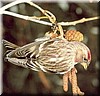 Birkenzeisig (Carduelis flammea)
