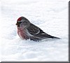 Birkenzeisig (Redpoll)