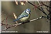 Blaumeise